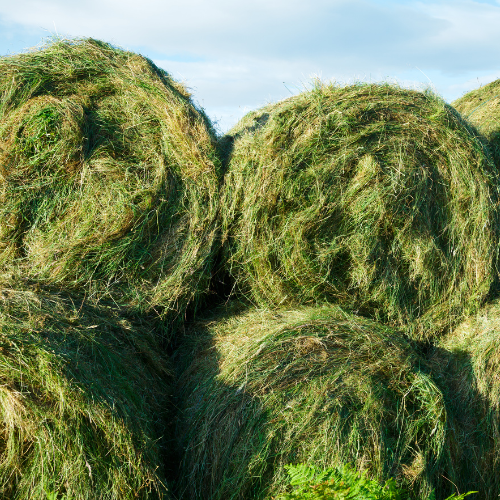 Classification of Cattle Feeds